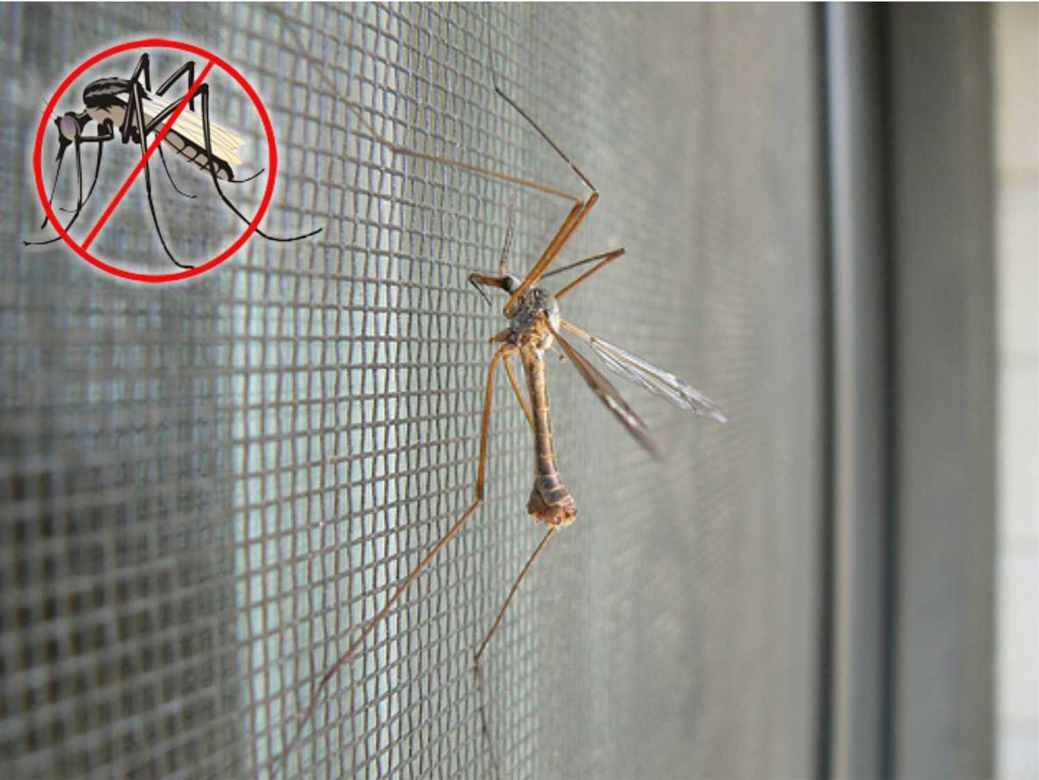 <span style="font-weight: bold;">Противомоскитные сетки</span>